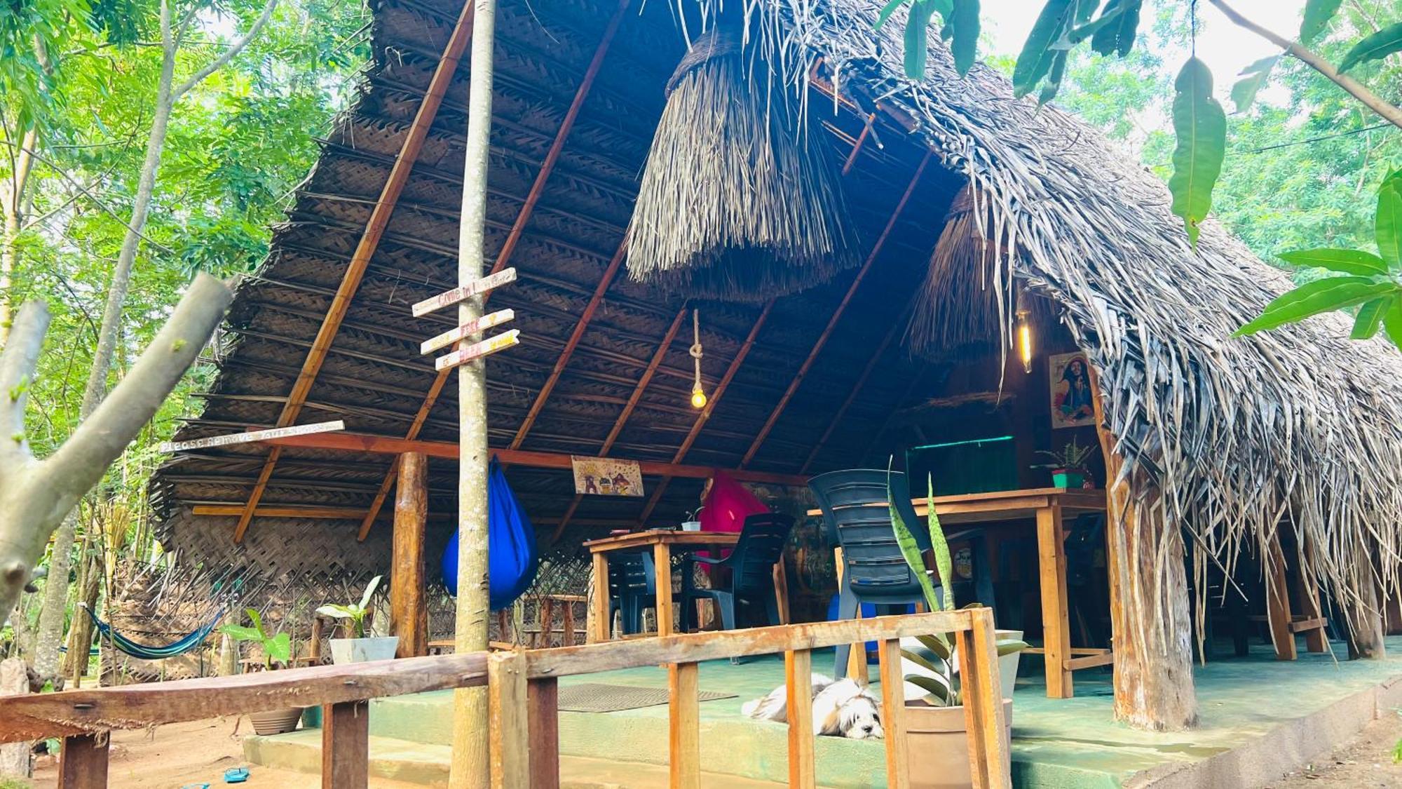 Jungle Host Hostel And Tree House สิกิริยา ภายนอก รูปภาพ